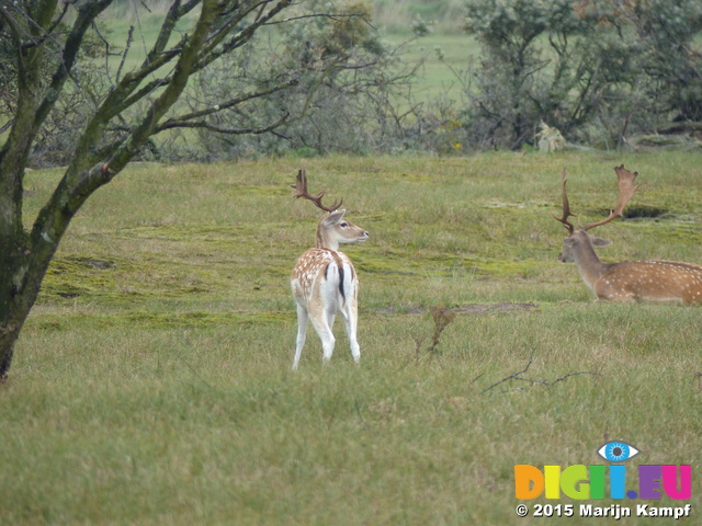 FZ019565 Fallow deer (Dama dama)